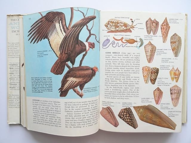 SFビジュアル百科事典 洋書 914OxZ6xGVL._UF350,350_QL50_.jpg