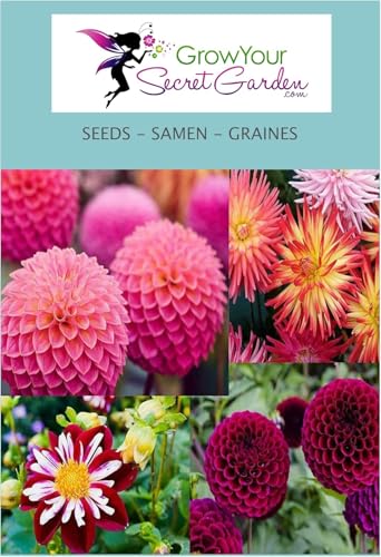 Dahlia - Dahlie Mischung - 4 Sorten in einem Paket