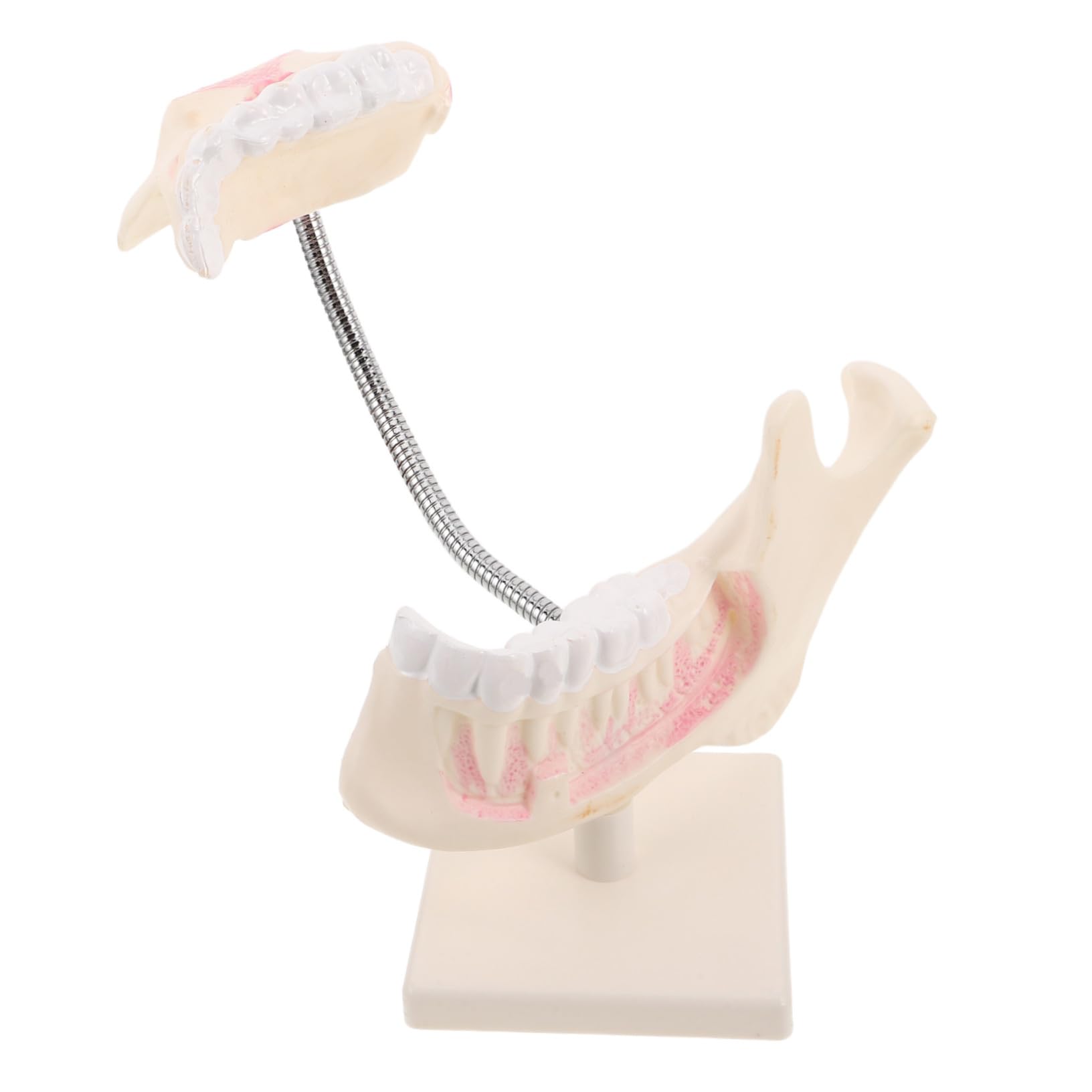 PLAFOPE Modello di Denti Typodont in Plastica per Studio Odontoiatrico Pratica Dimostrativa e Apprendimento
