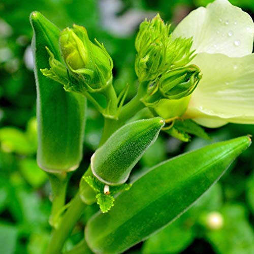 20 Samen von "Okra" Lady Finger, Bhindi, Gumbo, Bisamstrauch Esculentus Gemüsesamen GREEN-OKRA - Image 4