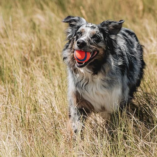 Image of Chuckit! Ultra & Squeaker Ball Dog Toy - Medium Bouncy Fetch Balls for Dogs 20-60 lbs - Made from Durable Rubber - Floating Water Pet Toys - Size Medium - 2.5-inch Diameter - Pack of 3