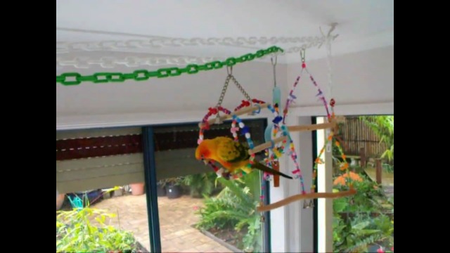 Giochi Per Uccelli - 2 Pezzi, Altalene Legno Per Pappagalli - Foto 8