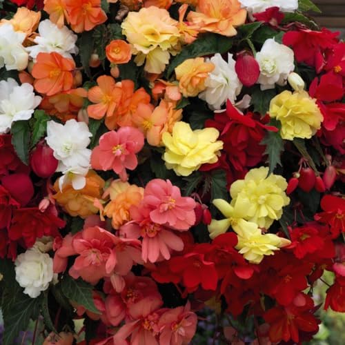 Begonia ‘Illumination Mixed’ HalfHardy Perennial Long Lasting
