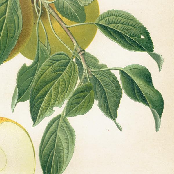 Amazon.co.jp: ドイツの果実学 リンゴ 植物画 アンティーク ボタニカル