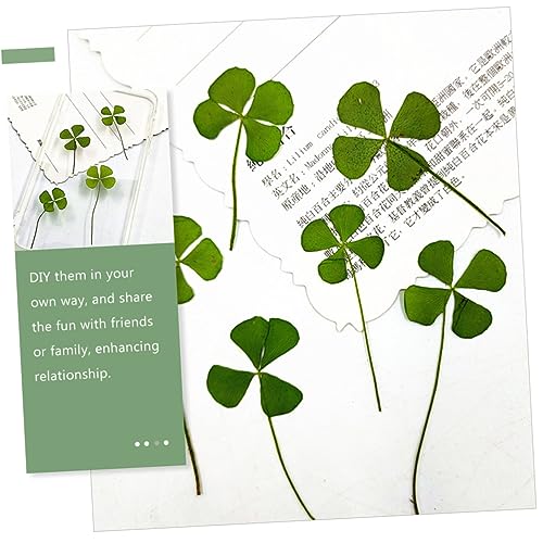 Dried Pressed Four-Leaf para Manualidades Pack 24 piezas miniatura 7