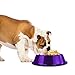 Platinum Pets Non-Tip Stainless Steel Dog Bowl, 28 Oz, Electric Purple, Medium