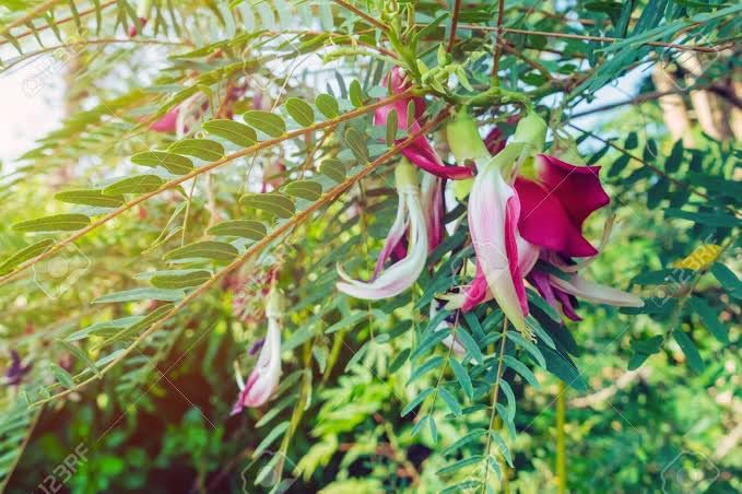 S. D ENTERPRISE All Time Sesbania Grandiflora/Red Bok Phool Flower Live Plant (B0CM233K45) Amazon Price History, Amazon Price Tracker
