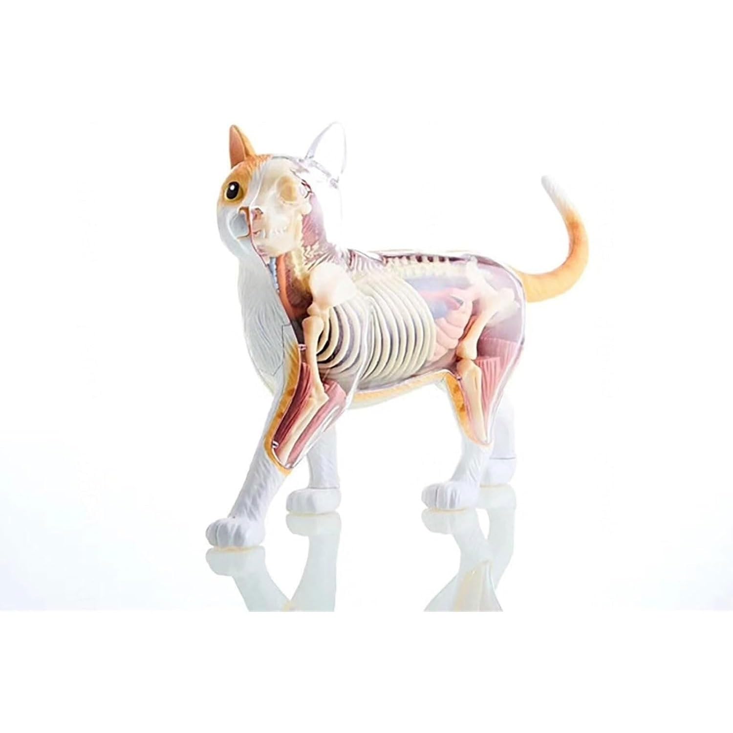 Modelo de anatomía de órganos internos de Gato calicó 4D, Kit de Esqueleto y Modelo anatómico de Gato atigrado Naranja - Coleccionable de Calidad con órganos y Partes del Cuerpo Totalmente
