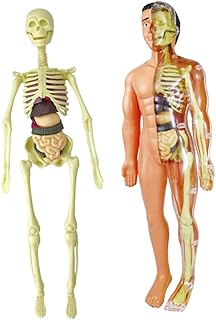 F Fityle Human Skeleton Model- Body Anatomy Model with Looking Bones and Movement for Learning Science, Kids Education Display Learning Science , Anatomy Models