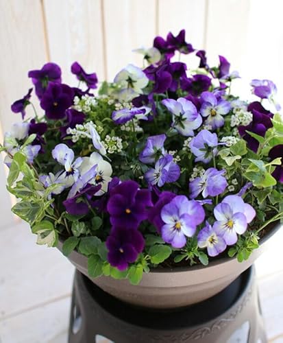 rI̊񂹐A[ANA(v^[ver] t[Mtg a v[g     Vzj A  K[fjO t[ O Mtg A   蕨 Zbg c H ~ 11 12  j (FF