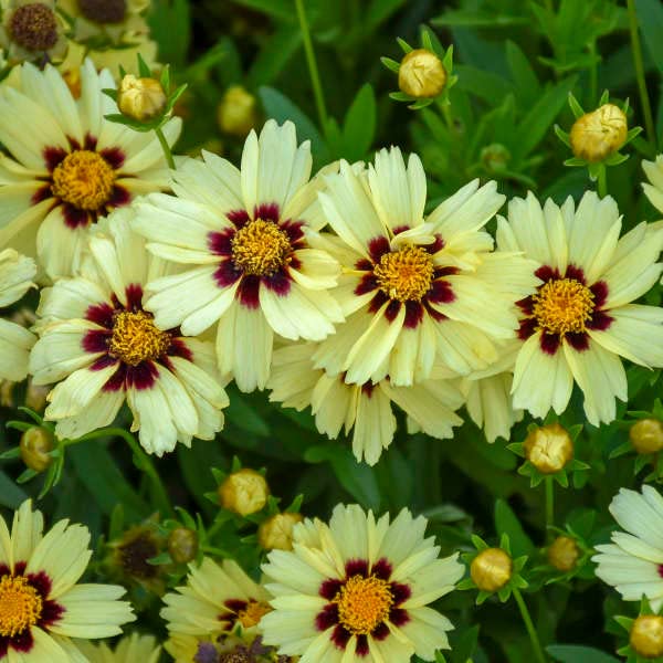 VibeX Coreopsis, UpTick Cream & Red-50 Seeds