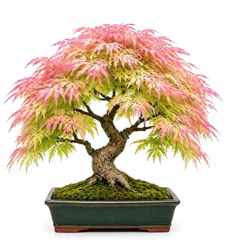 1 Green Geisha Girl Japanese Maple Bonsai Seedling 1 Year Old Bare Root Dormant Tree Acer Palmatum Geisha Girl Ideal for Bonsai & Container Growing