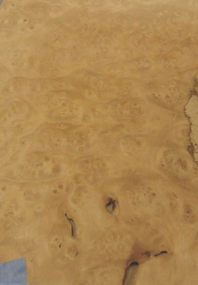 Pimento Pepperwood Burl Wood Veneer 13" x 24" x 8" x 11" x 20" raw 1/42" Thick A