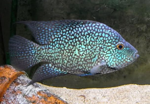 2 Pack - Blue Texas Cichlid Live Freshwater Aquarium Fish