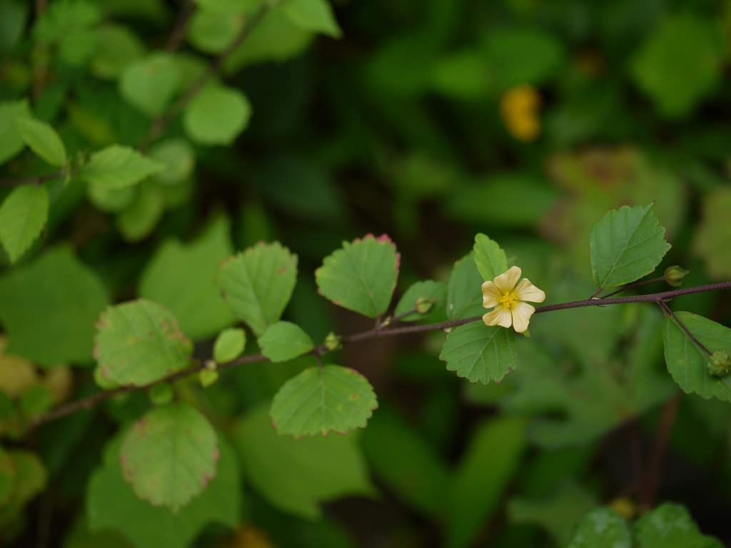 Creative Farmer Kurunthotti (Sida Cordifolia) Medicinal Plants For Home Garden Healthy Live (Healthy Live Plant) (B09SD5X7RW) Amazon Price History, Amazon Price Tracker