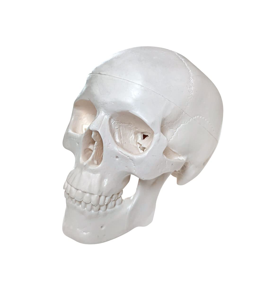 Axis Scientific Disarticulated Miniature Human Skeleton for Anatomy Study and Medical Education - Realistic and Durable