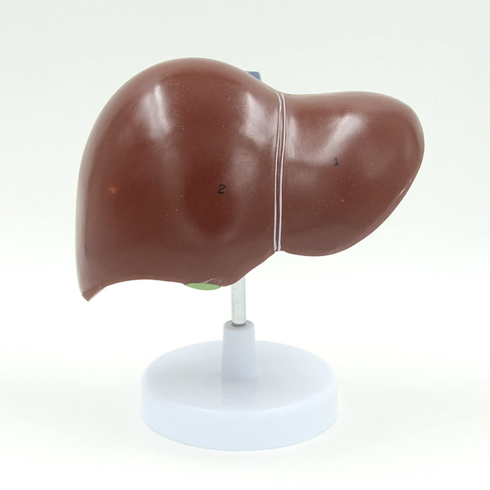 Anatomiczny model ludzkiej wątroby anatomiczny model narządów ludzkich szkoła nauczanie narzędzie ekspozycyjne sprzęt laboratoryjny
