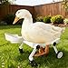 Pet Ducks Wheelchair - Adjustable Mobility Aid for Small Animals，Adjustable Height for Comfortable Use Mobility Aid Cart with All-Terrain Wheels.