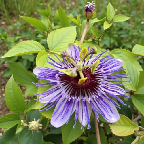 Carbeth Plants Passiflora Climbing Plant in 9cm Pot - Hardy Passion Flower - Semi Evergreen Garden Perennial - Ideal for Growing on Walls Fences & Trellis (1 Purple Haze)