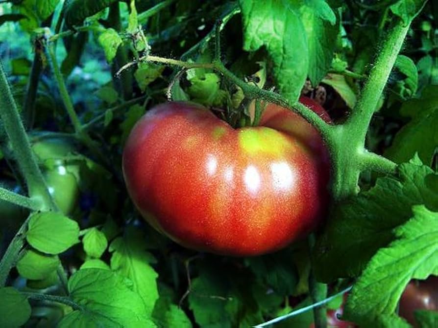 SONY - tomato Amazon.com : 30 Giant 1-2 LB German Johnson Tomato Seeds