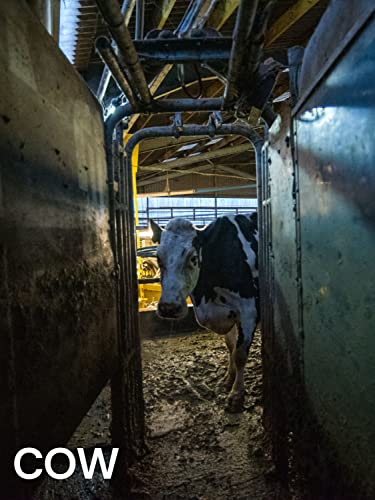 Cow