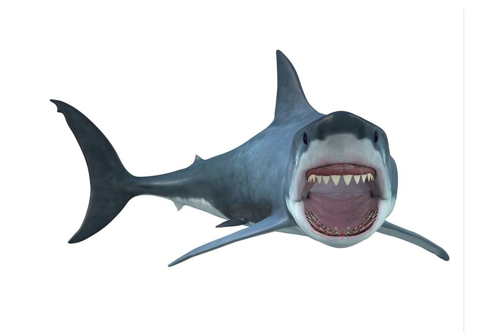 Amazon.co.jp: ホジロザメ スイミング 全身 3D レンダリング