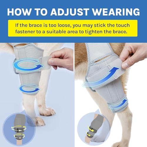 Image of Dog Knee Brace for Torn ACL Hind Leg, Acl Brace for Dogs Rear Leg, Relieves Joint Pain, Support Back Leg with Arthritis Pain, Size: Large(10.2-13.3)