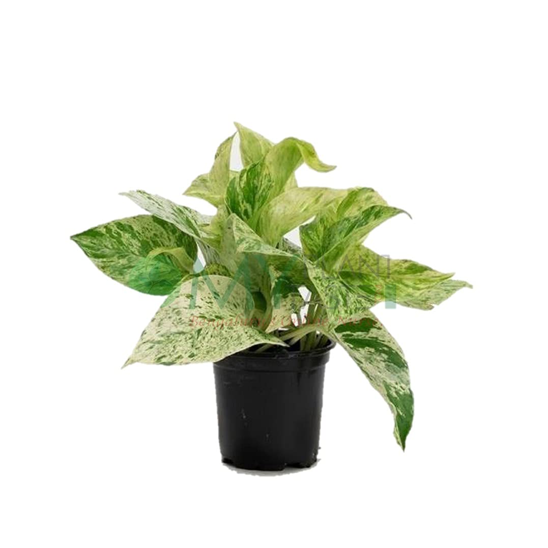 Plantazee Plantshive Marble Queen/Devil Ivy Indoor Plant With Plastic Pot, Black, Medium, 1 Piece (B093ZZLGG5) Amazon Price History, Amazon Price Tracker