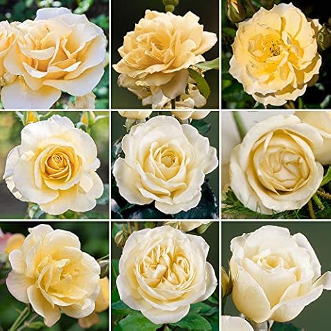 Beautiful Cream Potted Rose by GardenersDream Cover