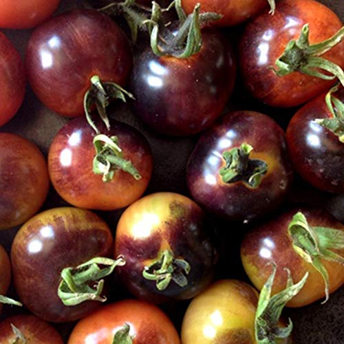 Austinstore 200 Stks Organische Zeldzame Tomatenzaden Heerlijk Fruit Groente Thuis Tuin Decor Zaad Behoefte Gek Mengsel… - Afbeelding 8