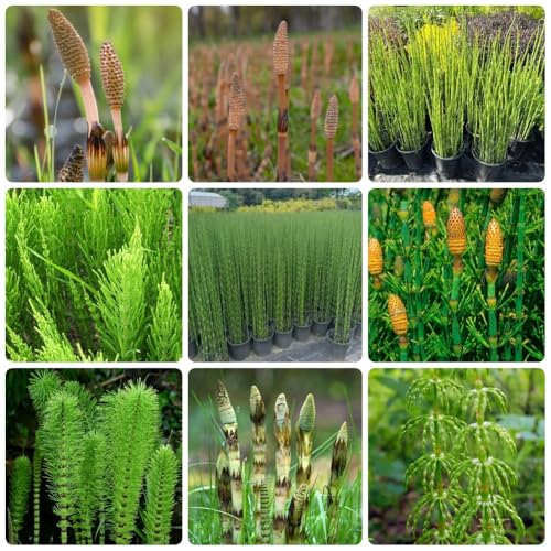 semillas de cola de caballo invierno, verdes semillas silvestres para camas elevadas raras acuáticas cobertura del suelo 85pcs