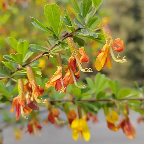 Semi di ginestra, semi biologici rare Cytisus Scoparius - Le tappezzanti sono resistenti resistenti all'esterno 350pcs