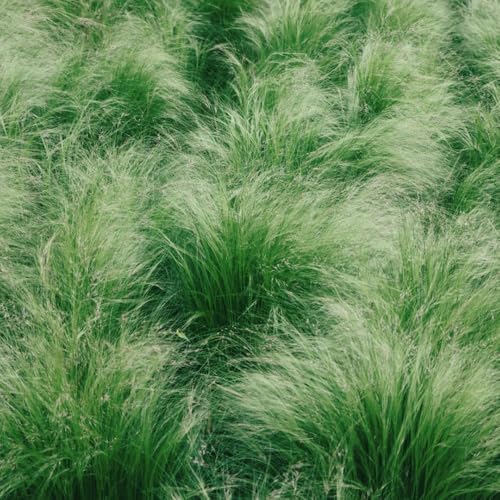 Semillas de ornamental - de semillas de pradera de mariposas raras de balcón de jardín de rocas regalos para jardineros 550pcs