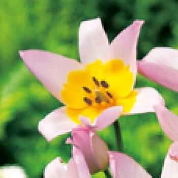 51jElkQXo1L._AC_UF350,