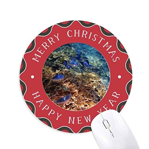 Cm̃Jtȋ̉Ȋw͎R̎ʐ^ ~`S̃NX}X}EXpbh