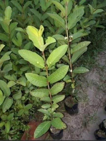 Image of 1 BIG SIZE ALL TIME GUAVA FRUIT PLANT GRAFTING OUTDOOR GARDEN LIVE ORGANIC TREE