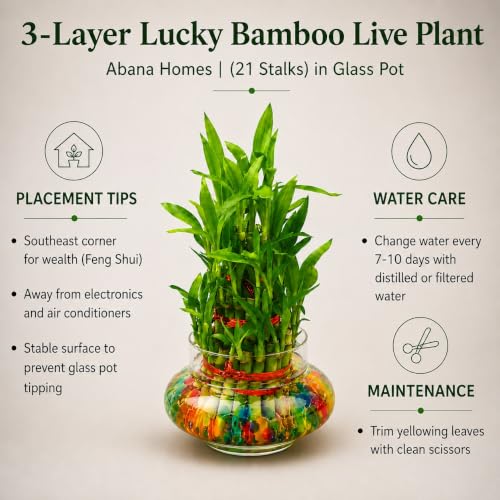 Image of Abana Homes 3 Layer Bamboo Live Plant With Glass Pot and Multicolour Jelly Beads | Natural Air Purifier Feng Shui Bonsai Plant for Indoor, Outdoor, Living Room, Office, Balcony, Home Decor and Gifting