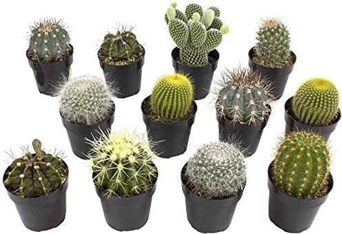 Assorted Cactus Collection 2.5" 12 pack