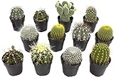 Assorted Cactus Collection 2.5' 12 pack