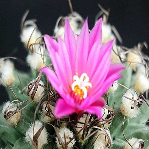 BAJA CACTUS BLOSSOM TYPE FRAGRANCE OIL - 8 OZ - FOR CANDLE & SOAP MAKING BY VIRGINIA CANDLE SUPPLY - FREE S&H IN USA