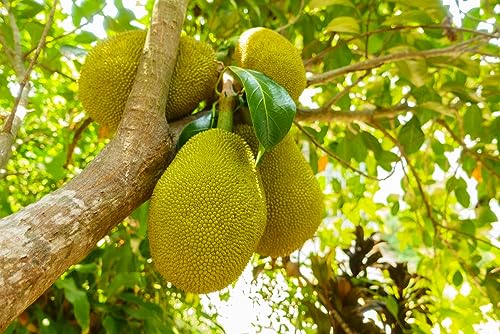 Image of Golden Bloom Thai Grafted All Time JackFruit Plant Fruit Tree & Plant Height, Seedless Gumless Malaysian Variety Hybrid Fruit 1 healthy Live Plant(1.5-2 Ft Height) in nursery Grow Bag