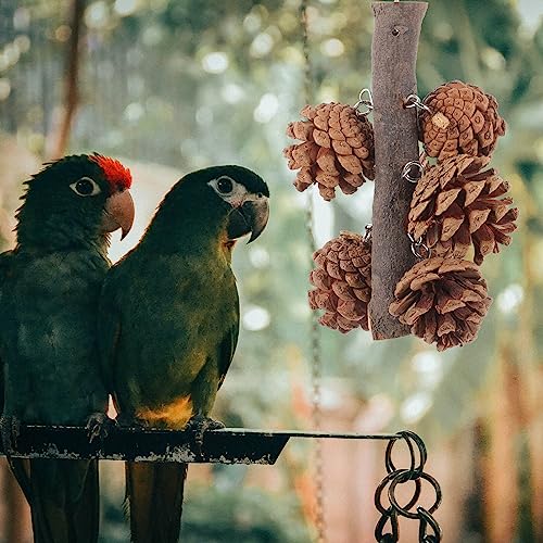 POPETPOP Pine Cone Parrot Toy Bird Chewing Toy Natural Pine Cones Hanging Foraging Toys Parrot Tearing Toys for Parakeet Cockatiel Conure African Grey Lovebirds Cockatoos - Image 3