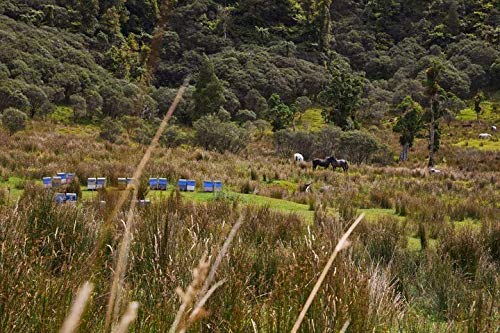 Pouatu Manuka Honing UMF 15+ (MGO > 514), rauw, echt en onbehandeld. 250g. Duurzaam gemeenschapsproduct uit de… - Afbeelding 8