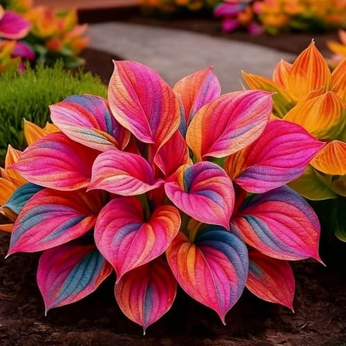 Image of Hosta Seeds For Planting (200 SEEDS) Low Maintenance - Grow Indoor /Outdoor Both - Grow Year Round (MIDNIGHT RAINBOW)