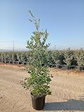 Quercia (Quercus ilex) vaso Ø40 cm – Albero da parco longevo, altezza 125-135 cm – Vivaio Garden Forest