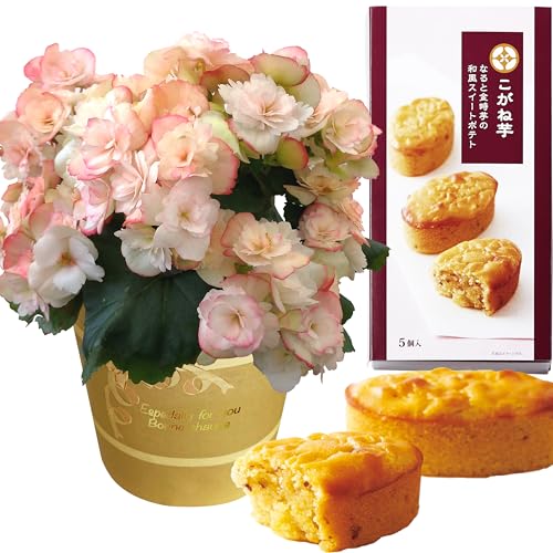 �Ԃ̃M�t�g�� ���َq �v���[���g ���[�K�[�X �Ă��َq ���A�� �a���� �� �M�t�g �Ԕ� �x�R�j�A