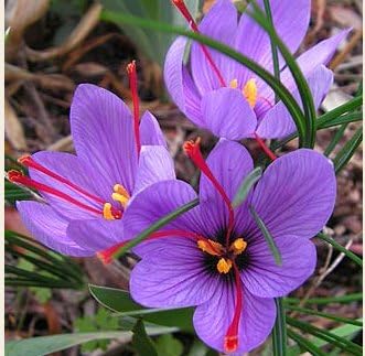 Saffron Crocus 100 Bulbs - Rare Spice - Early Fall Blooming - Organic Crocus Sativus