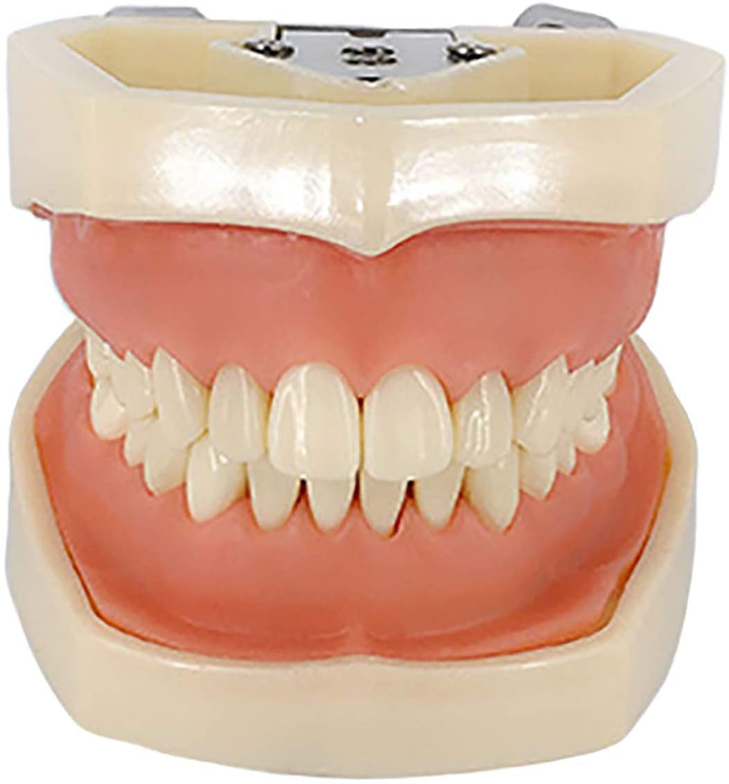 Modèle De Préparation Dentaire pour La Pratique Orale 28 Modèles Remplaçables Et Amovibles pour Les Gommes Molles Dents