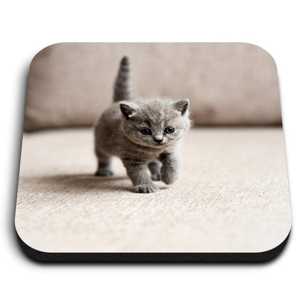 Destination Vinyl Ltd Multicolor 1 X Square Mdf Fridge Magnet - British Shorthair Blue Kitten Cat Pet 16257