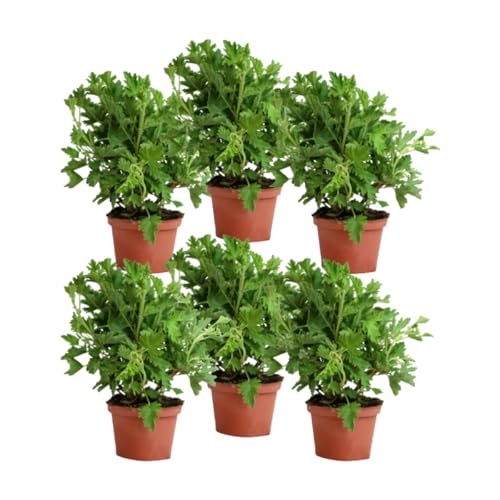 Verdecora Pack 6 Geranios Antimosquitos - Citronella Plantas naturales en maceta de Ø15cm (altura total aproximada 20cm)